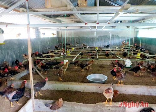 Nuôi gà an toàn sinh học