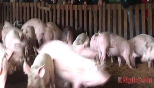 Nuôi lợn trên nền đệm lót sinh học