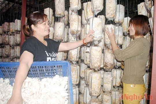 Sản xuất nấm ăn và nấm dược liệu: Hướng đi mới ở Tân Kỳ