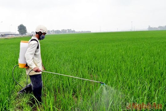 Hơn 8000 ha lúa bị nhiễm bệnh đạo ôn