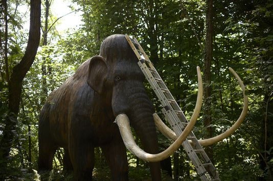 Khôi phục lại bộ AND của voi ma mút