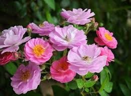 Tầm xuân tím biếc