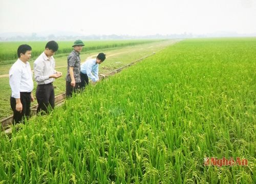 Tập trung xây dựng cánh đồng lớn