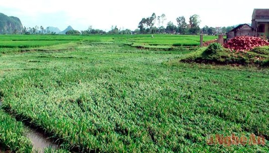 Xã Kỳ Tân (Tân Kỳ) thiệt hại nặng do mưa lớn và gió lốc