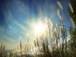 Gửi vào mùa Hạ