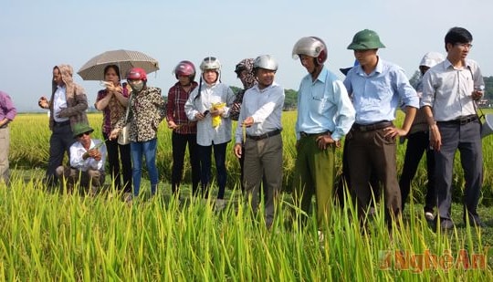 Hội thảo đầu bờ giống lúa thuần chất lượng DQ11