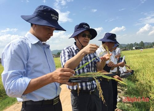 TX Hoàng Mai: Mô hình cánh đồng mẫu lớn năng suất tăng 10%