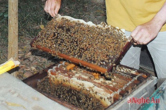Nghề nuôi ong dạo