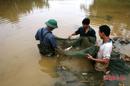 Nuôi cá nước ngọt ở Thanh Chương