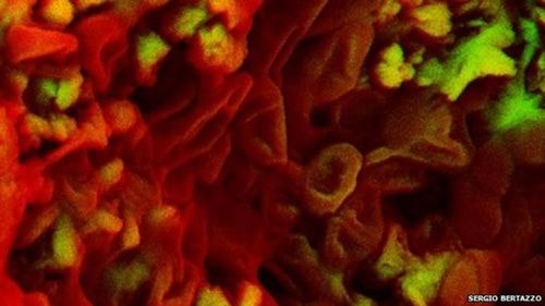 Phát hiện tế bào máu trong ​​hóa thạch khủng long 75 triệu năm