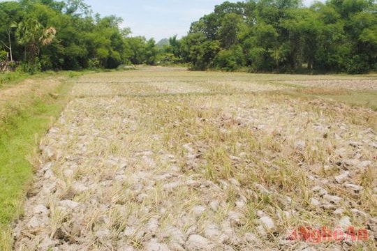 Chuyển đổi cây trồng chống hạn: Yêu cầu cấp thiết