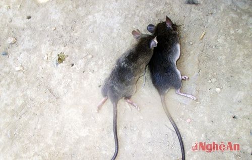 Báo động nạn chuột "đại náo" ở Kỳ Sơn