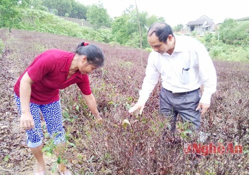 Nông dân Anh Sơn cứu chè sau mưa