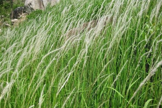 Cỏ tranh - thanh nhiệt, lợi tiểu