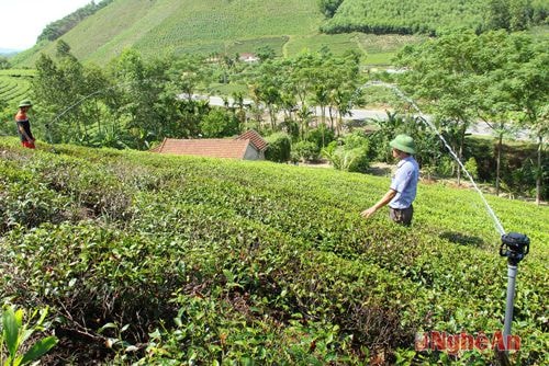 Nỗ lực  cứu chè