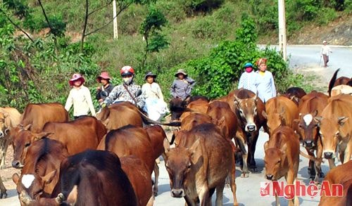 Chung nhịp bước ở bản Piêng Phô