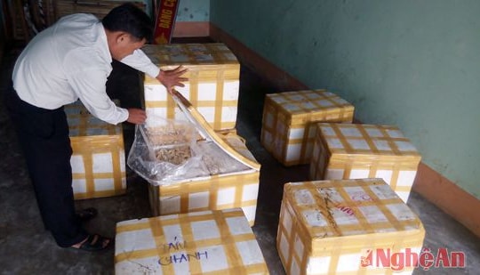 Thu giữ 460kg nội tạng động vật không có giấy tờ kiểm dịch