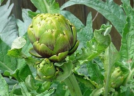 Cách giải độc gan cực kỳ hiệu nghiệm