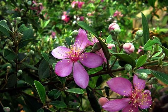 Vị thuốc từ cây sim