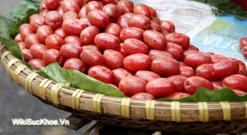Quả nhót chữa viêm xoang, hen phế quản
