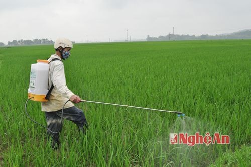 Đất chuyên trồng lúa nước được hỗ trợ 1 triệu đồng/ha/năm