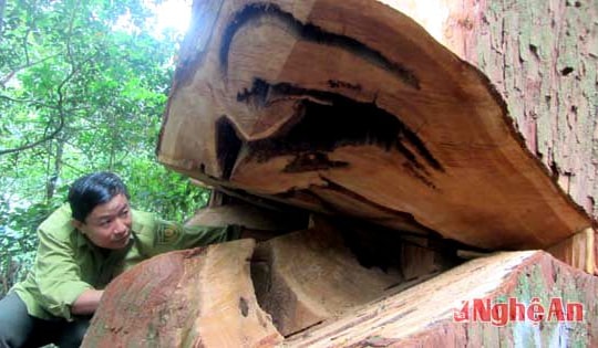 Thường trực Tỉnh ủy chỉ đạo xử lý việc chặt phá rừng trái phép