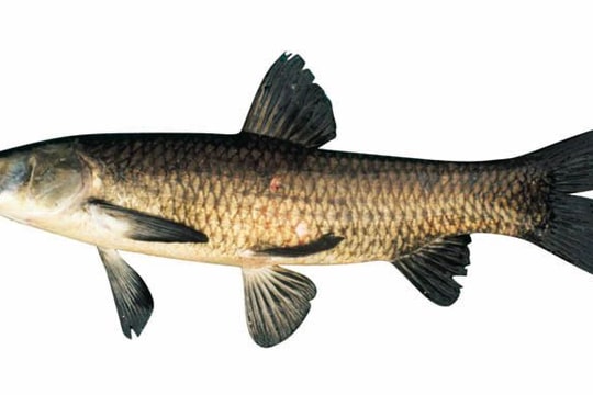 Mật cá trắm: Thần dược hay độc dược?