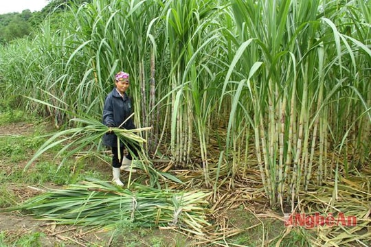 Công ty Mía đường Nghệ An: Hỗ trợ đầu tư phát triển trồng mía vụ thu 2015