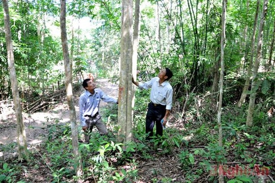 "Mũi nhọn" kinh tế rừng ở Qùy Châu