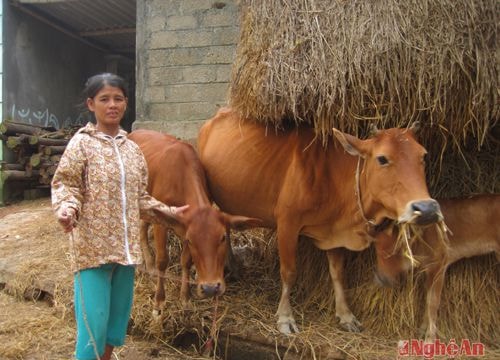 Giảm nghèo từ "ngân hàng bò"