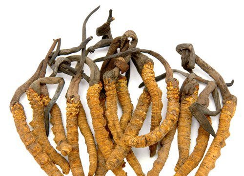 Lần đầu tiên Việt Nam nuôi cấy thành công đông trùng hạ thảo