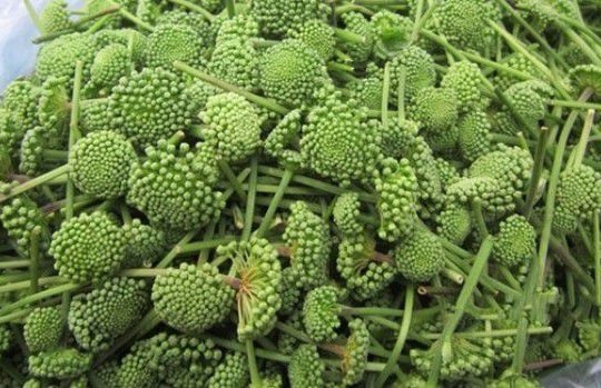 Những tác dụng bất ngờ của hoa tam thất