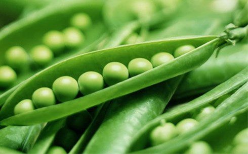 Đậu Hà Lan bổ tỳ vị, trị thiếu sữa ở sản phụ