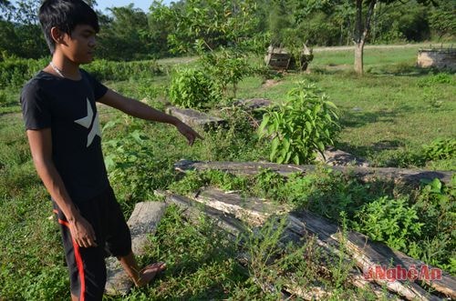 Dấu hỏi về việc sử dụng 50m3 gỗ dổi làm nhà truyền thống huyện Anh Sơn?