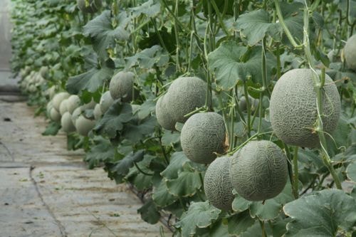 Dưa lưới Trung Quốc gắn mác Đà Lạt