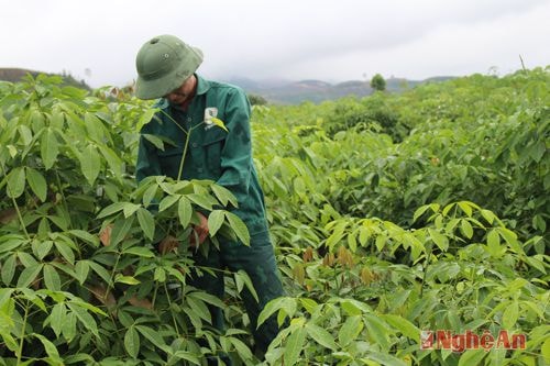 Chuẩn bị trồng mới cây công nghiệp vụ thu