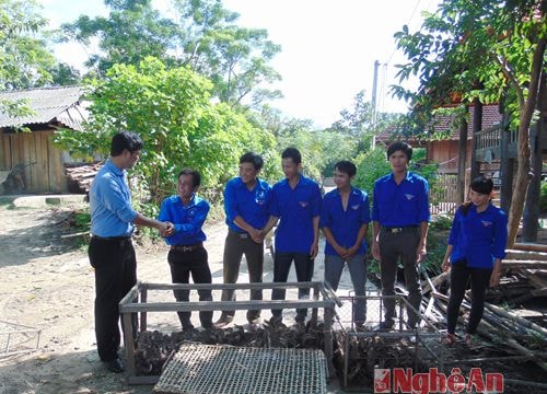 Quế Phong: Tặng con giống cho đoàn viên thanh niên tiêu biểu