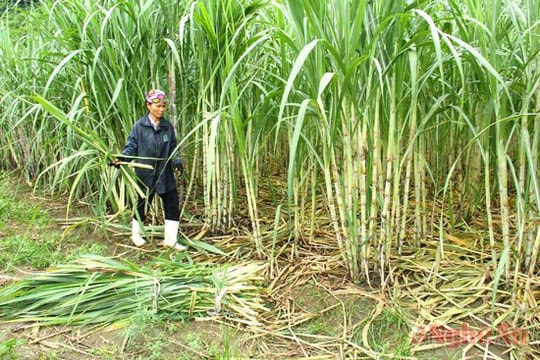 Nâng cao năng suất, chất lượng mía nguyên liệu