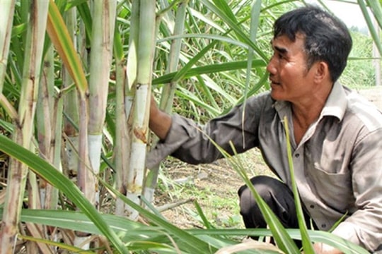 Giống mía cho vùng đồi