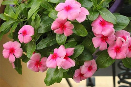 Cây dừa cạn: "Thần dược" chữa ung thư