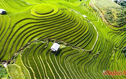 Vẻ đẹp quyến rũ của ruộng bậc thang