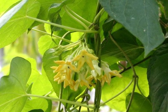 Bài thuốc dân gian chữa bệnh trĩ