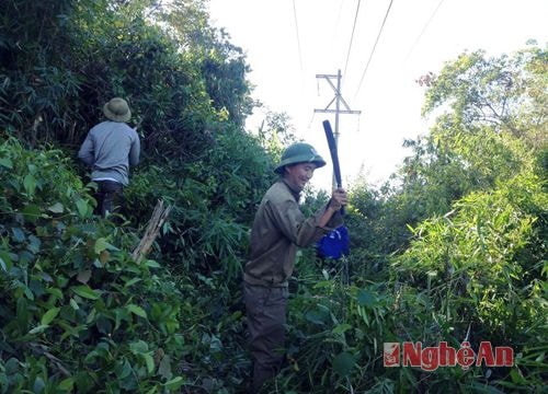 Anh Sơn ra quân giải tỏa hành lang an toàn lưới điện