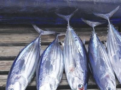 Những thực phẩm, gia vị không tốt cho não