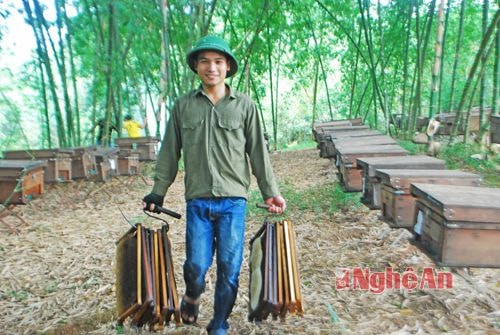 Nghề nuôi ong lấy mật ở Đồng Hợp