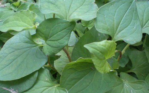 Rau diếp cá chống lão hóa, trị mụn trứng cá hiệu quả