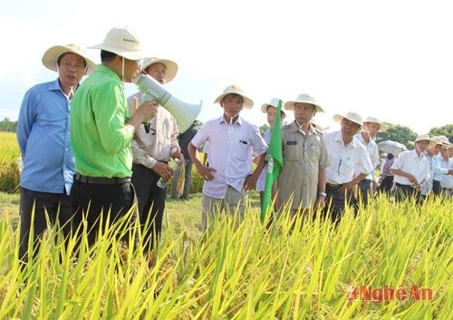 Hội nghị tổng kết mô hình giống lúa thuần ADI 30