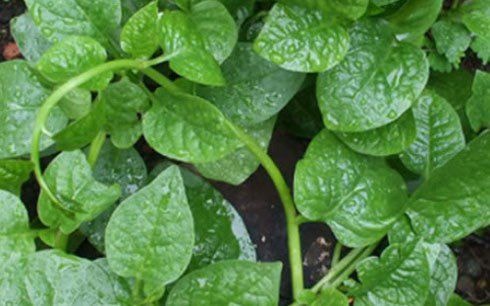 Công dụng tuyệt vời của rau mồng tơi