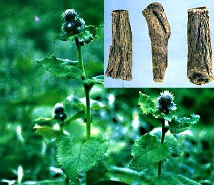 Đông y điều trị viêm đại tràng