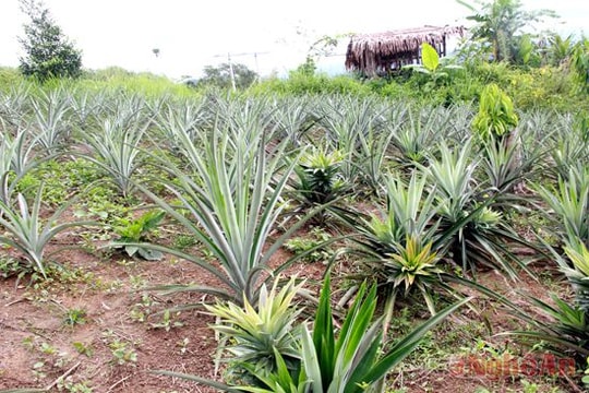 Mùa dứa Nậm Càn